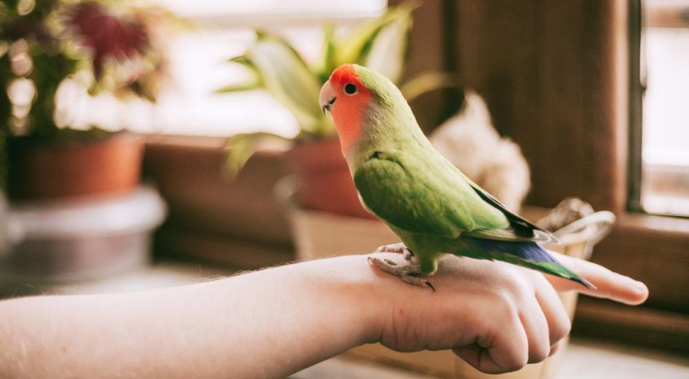 أنواع طيور الزينة