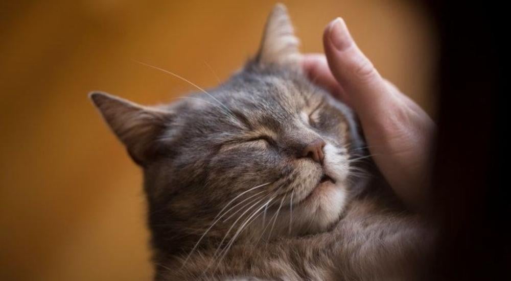Is-sterilizing-cats-forbidden