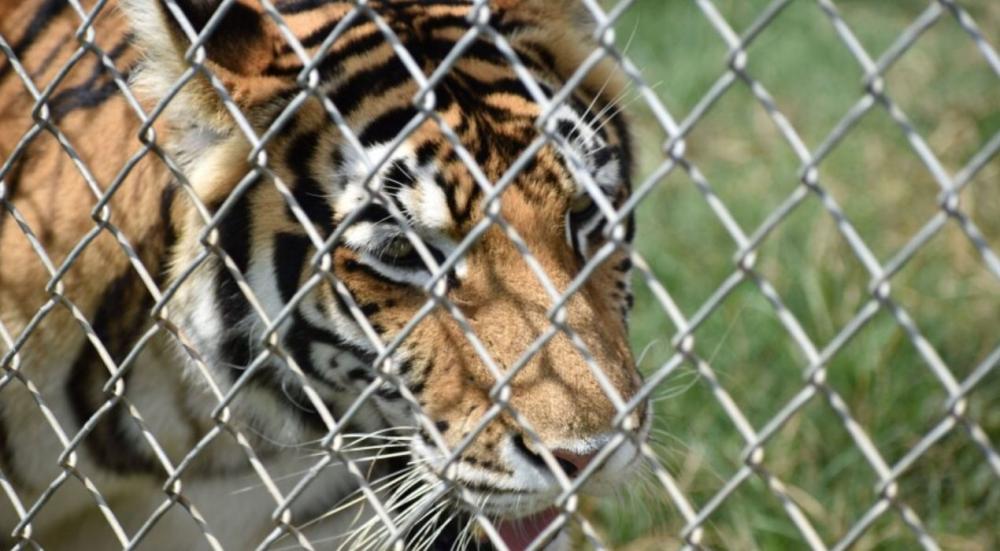 أخطار تهدد حياة الحيوانات