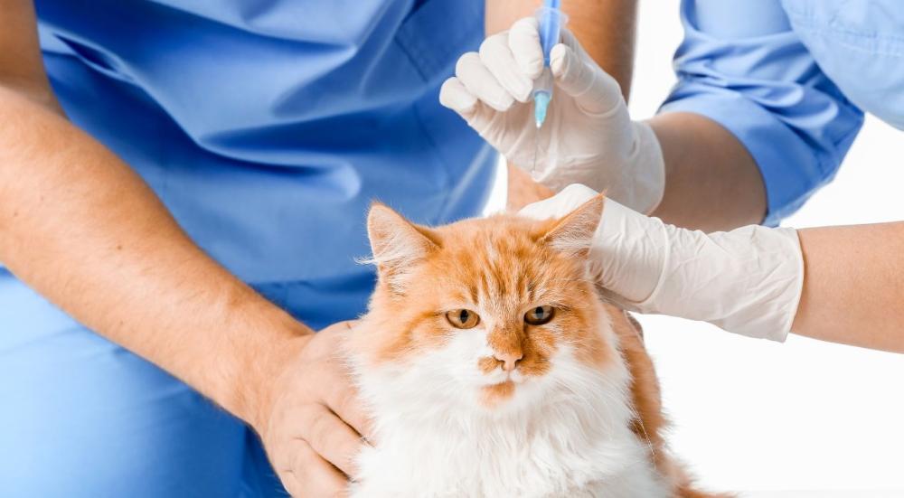 التطعيم الرباعى للقطط