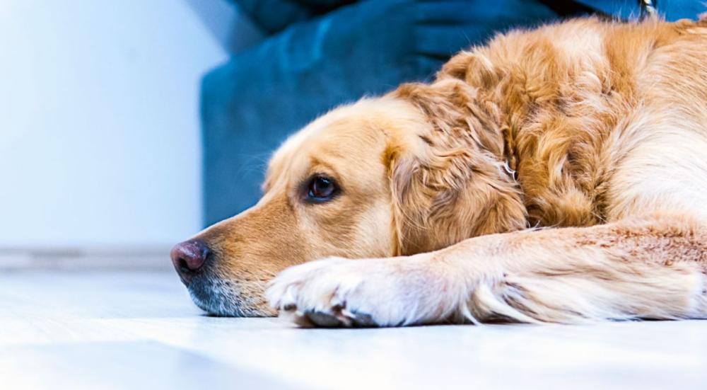 أخطاء شائعة في تربية الحيوانات الأليفة