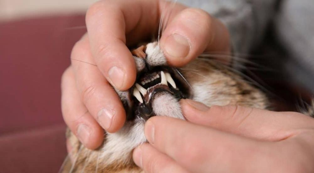 How-do-you-tell-a-cats-age