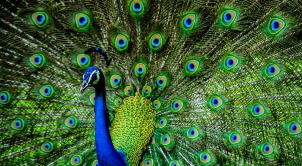 اجمل الحيوانات في العالم