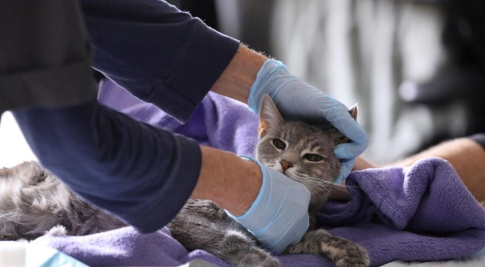 هل القطط تصاب بكورونا؟