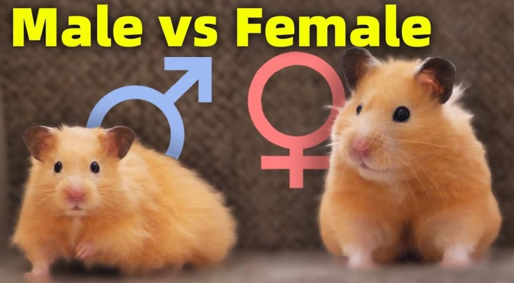 كيف افرق بين الهامستر الذكر والانثى