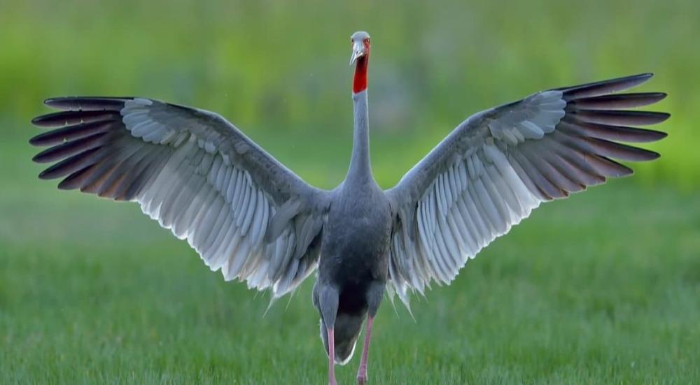 افضل اكل للكروان