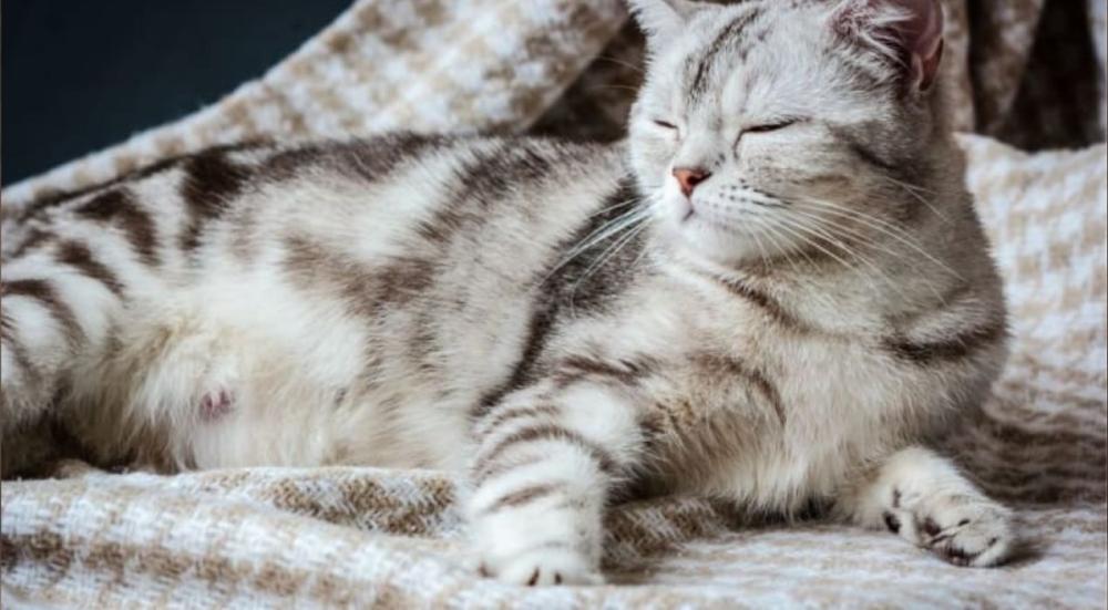 مدة حمل القطط بالاسبوع