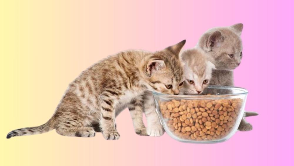 أفضل مواقع شراء اكل قطط اون لاين