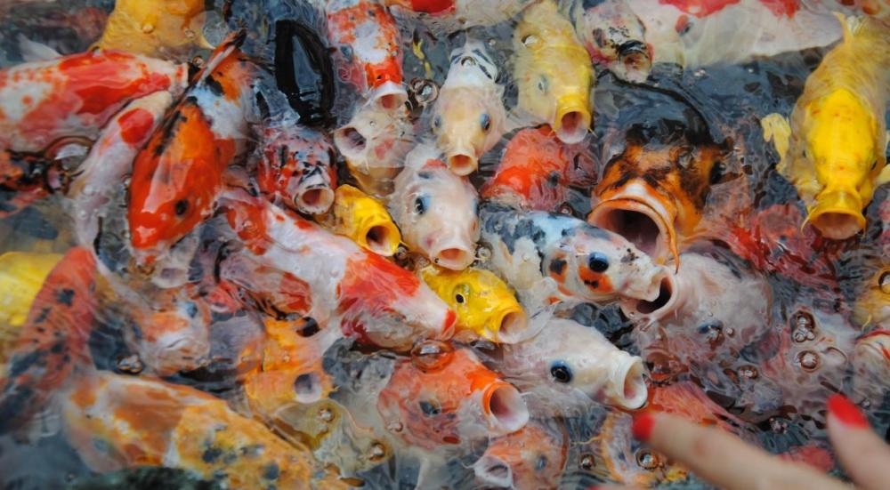 كيف أعرف أن سمك الزينة جائع