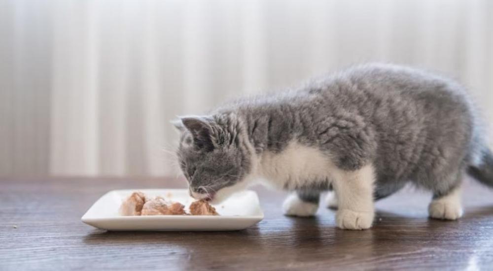طعام للقطط بعد الولادة