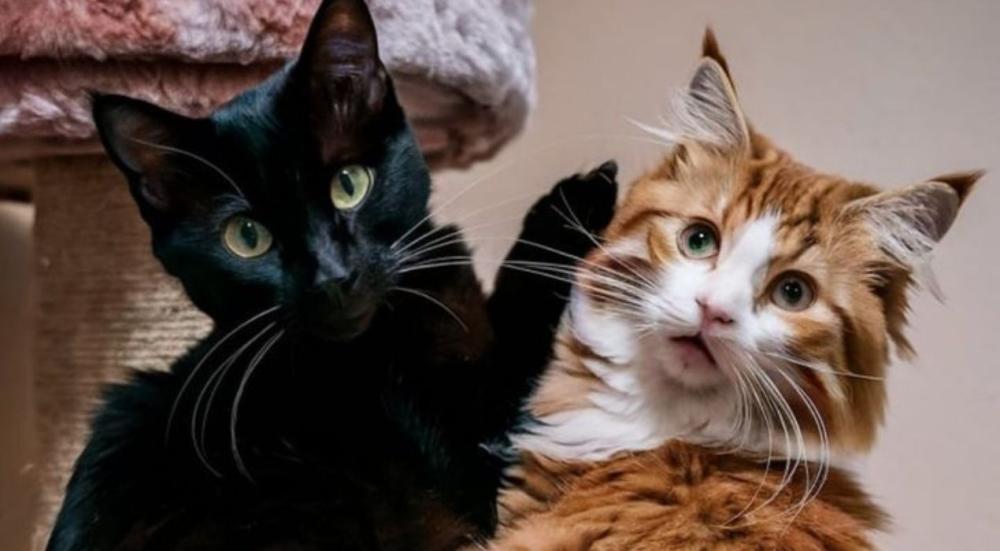 اضرار تربية القطط في المنزل