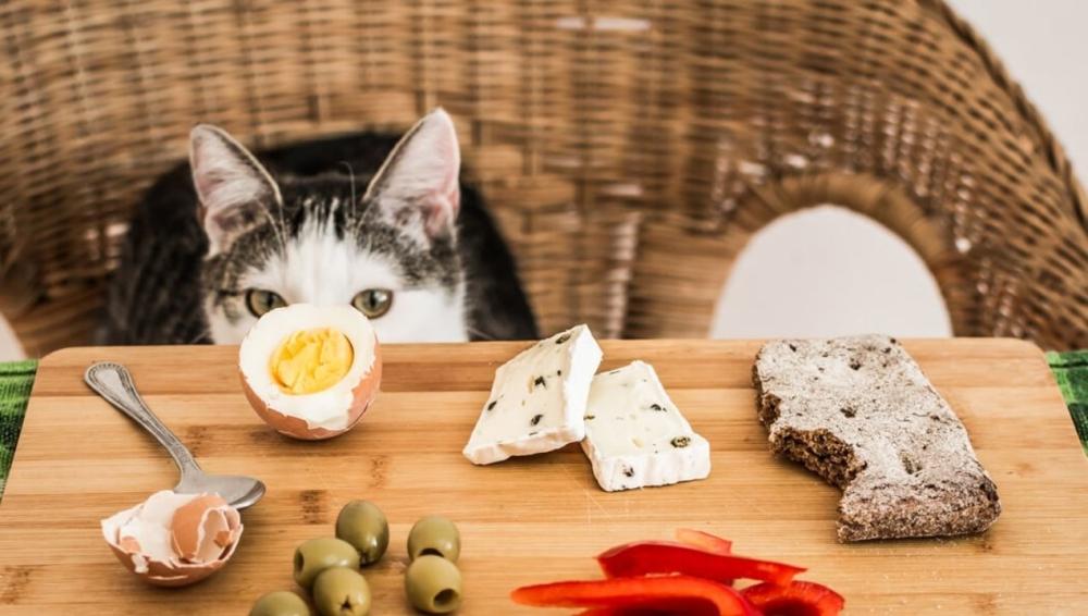 افضل طعام للقطط