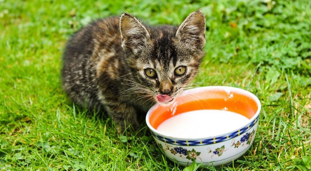 علاج اسهال القطط بالنشا