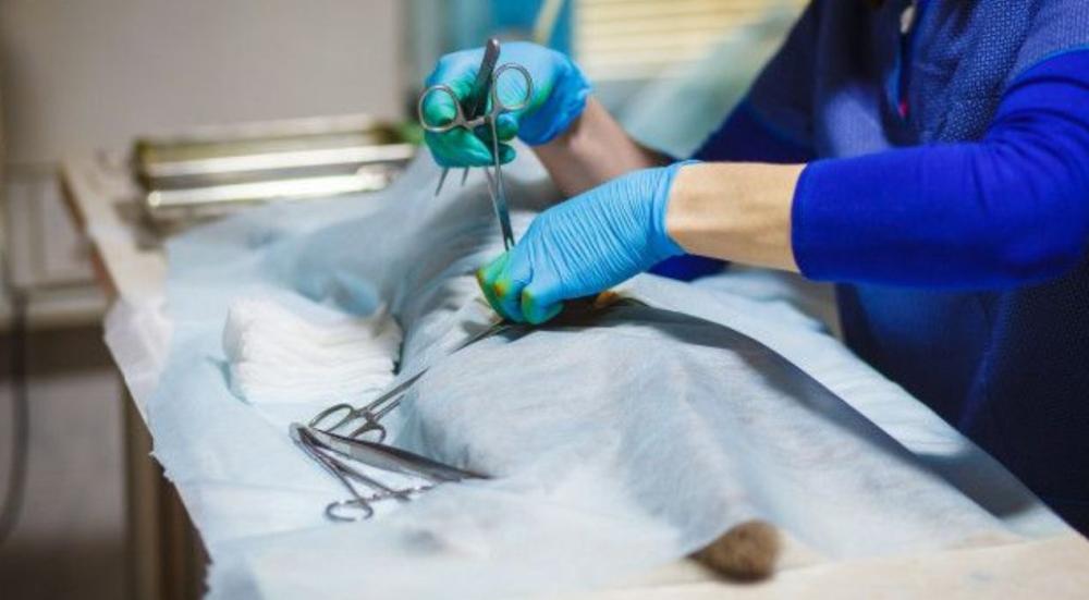 What-is-cat-sterilization