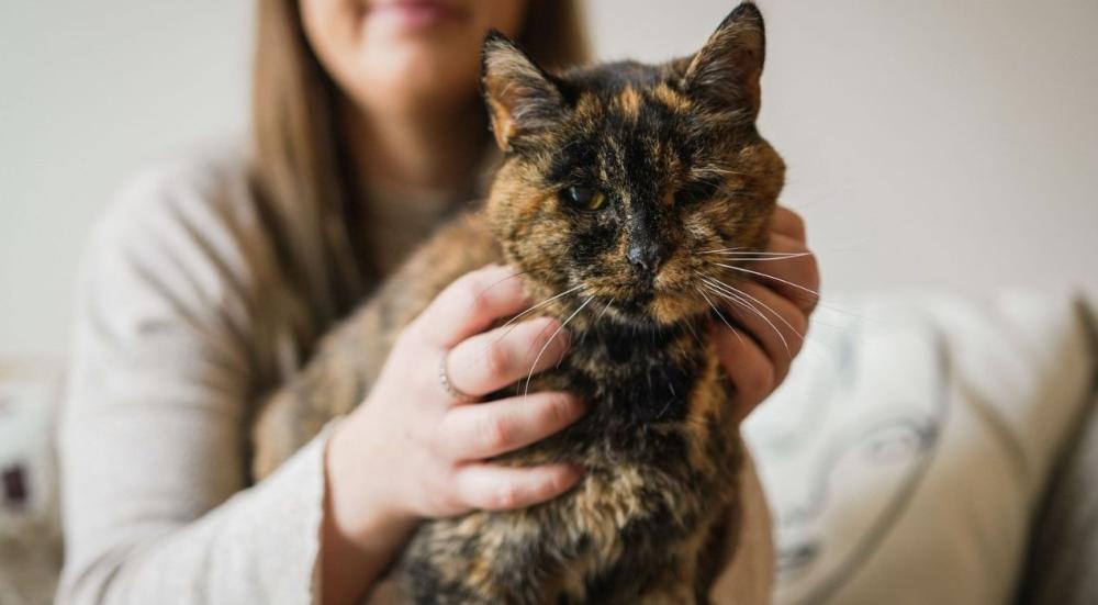 اكبر عمر للقطط المسجلة عالميًا