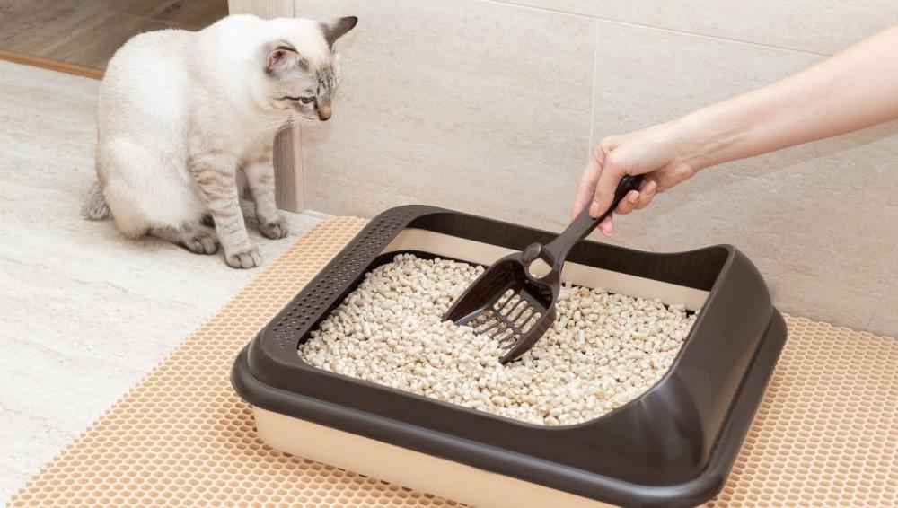 تراب للقطط خالي من الغبار