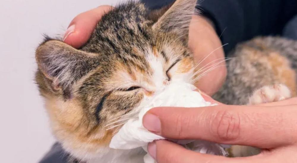 علاج زكام القطط