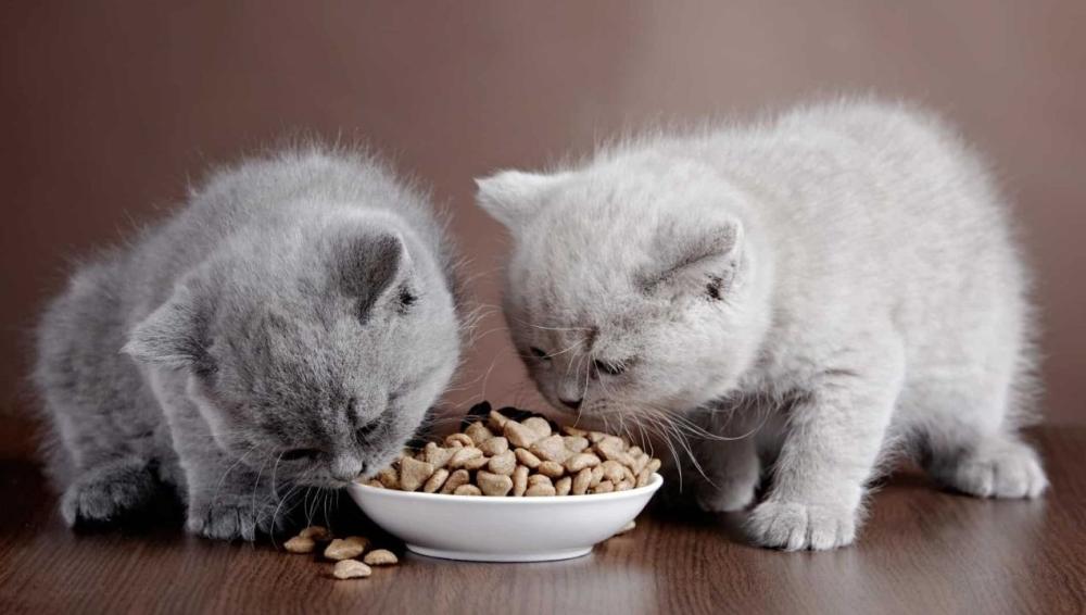 طعام القطط الرضيعة