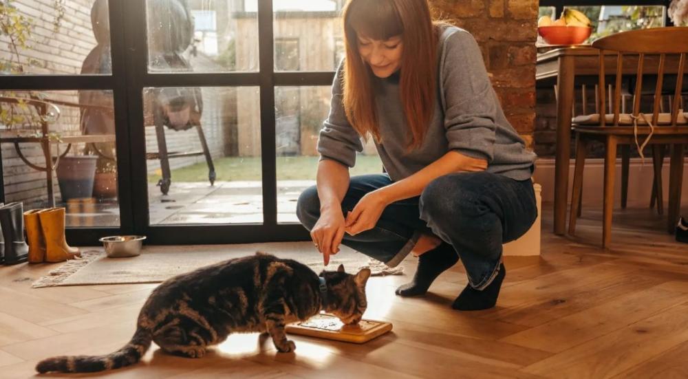 طرق اختيار طعام قطط