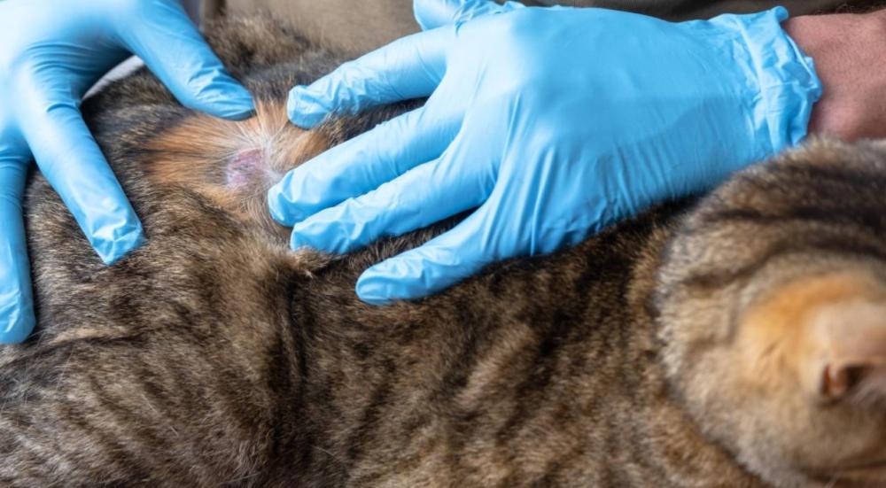 اسباب فطريات القطط