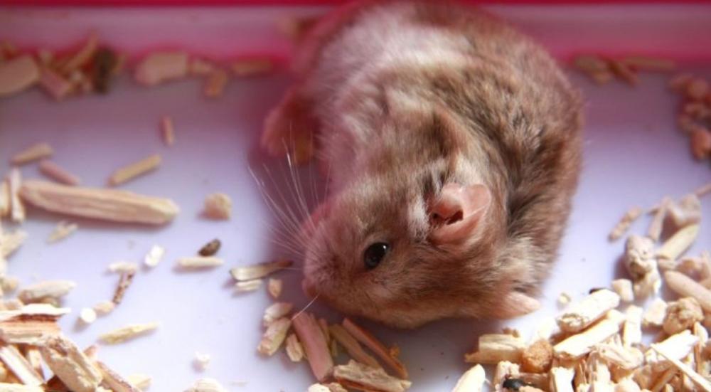 أسباب موت الهامستر المفاجئ