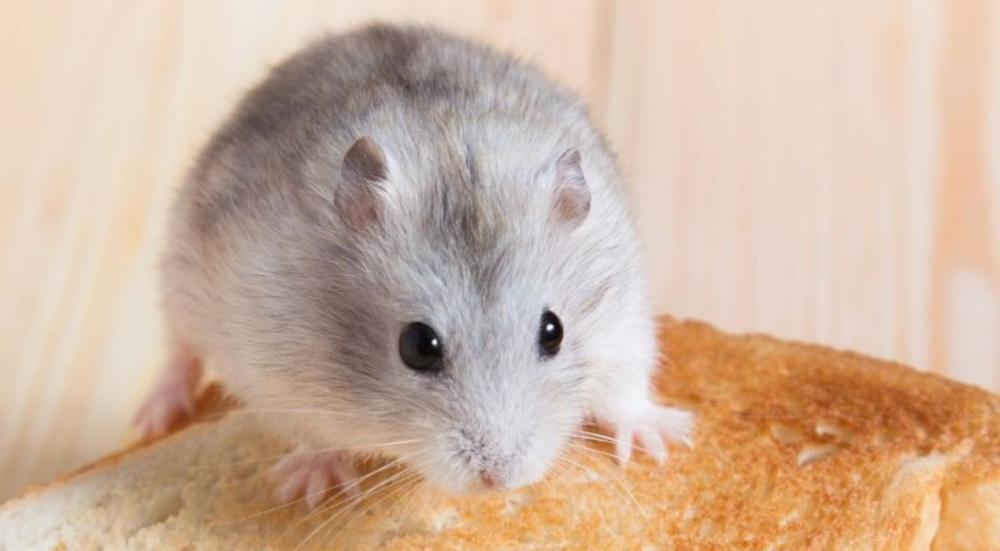 هل الهامستر يأكل الخبز​؟