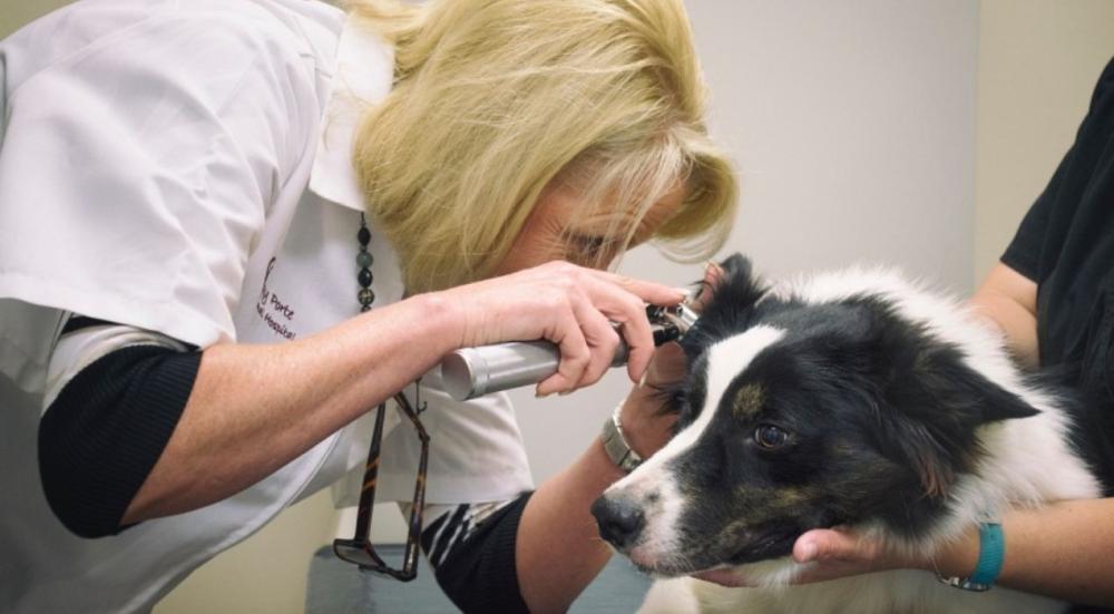 العيادات البيطرية التخصصية