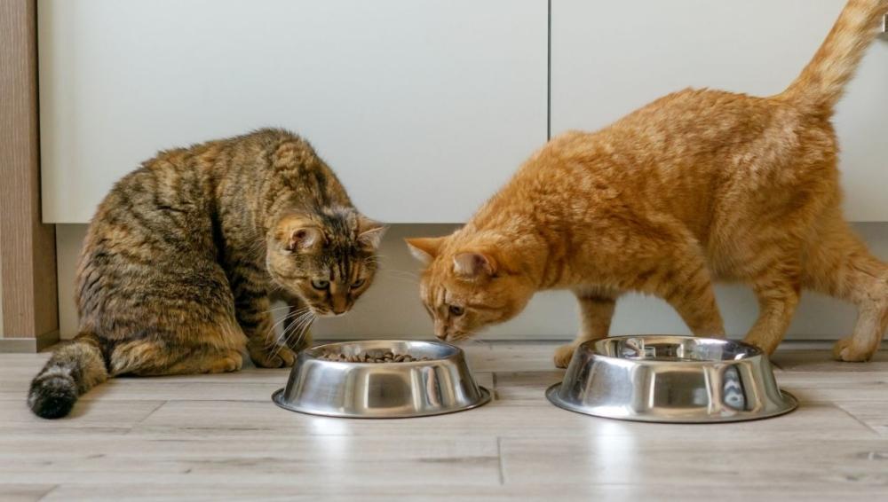 اكل قطط جاف