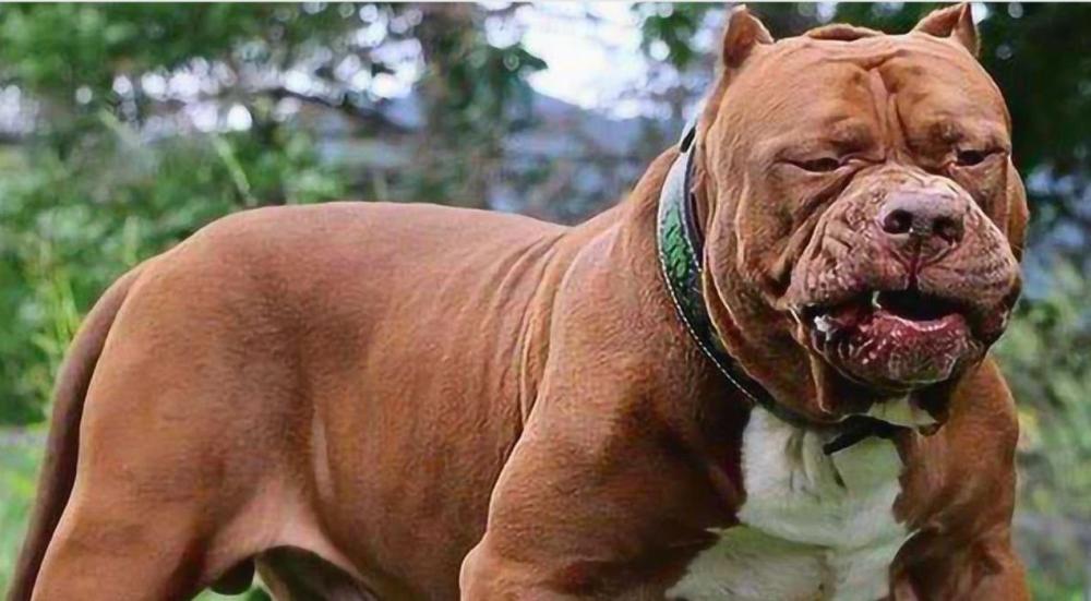 اقوى كلاب في العالم