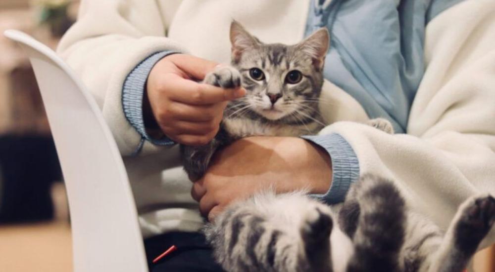 Cat-sterilization-price