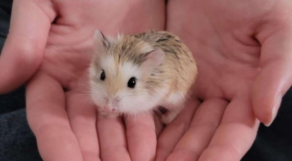 Is-a-hamster-a-mouse