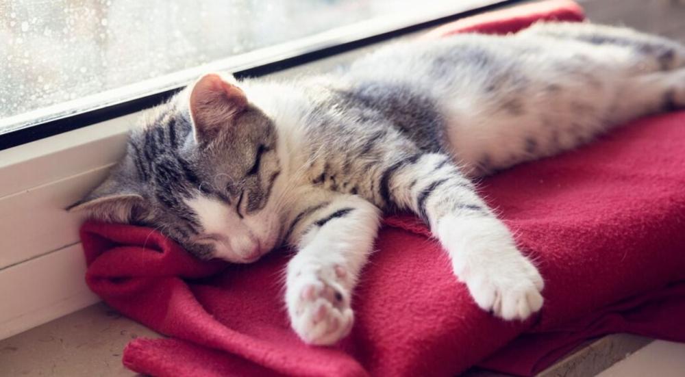 كم ساعة تنام القطط يومياً