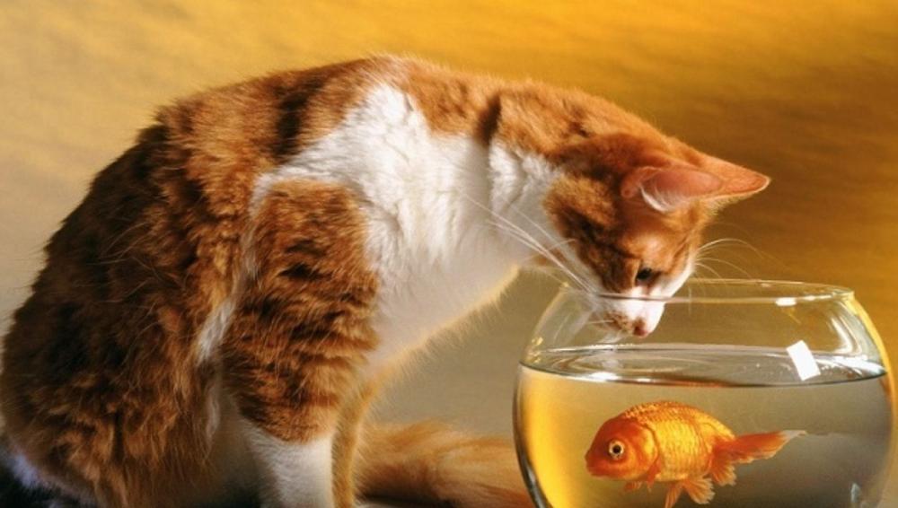 كمية طعام سمك الزينة المثالية