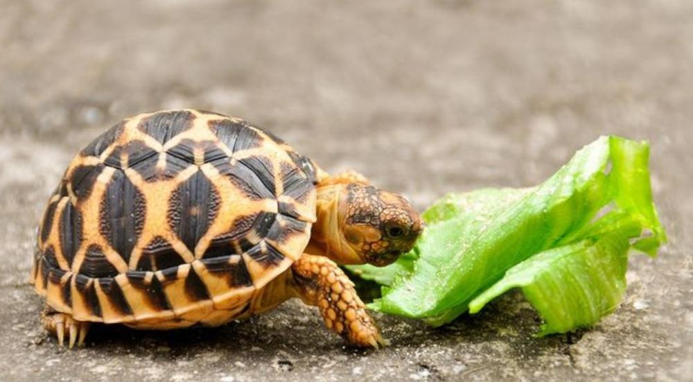 Healthy-turtle-food