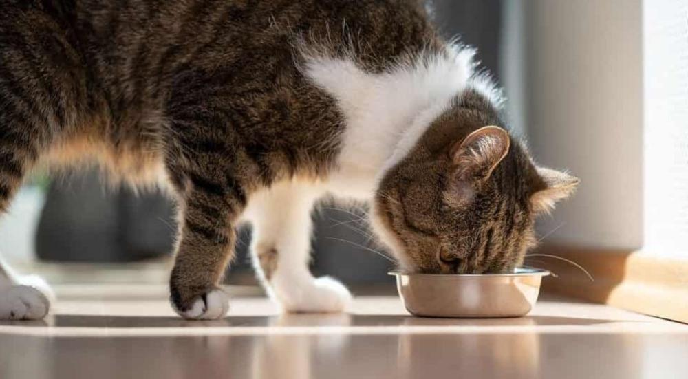 بدائل الدراي فود للقطط
