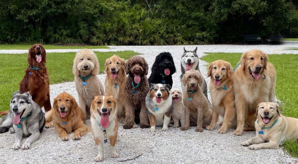 أنواع الكلاب المنزلية