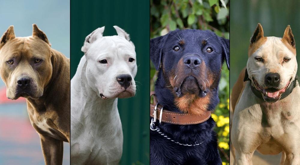 The-fiercest-types-of-dogs