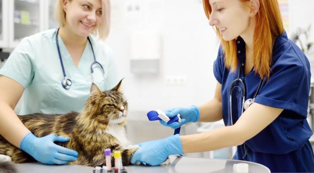 تحليل القطط للحامل