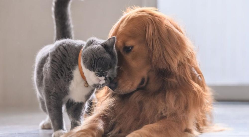 Raising-a-pet-at-home