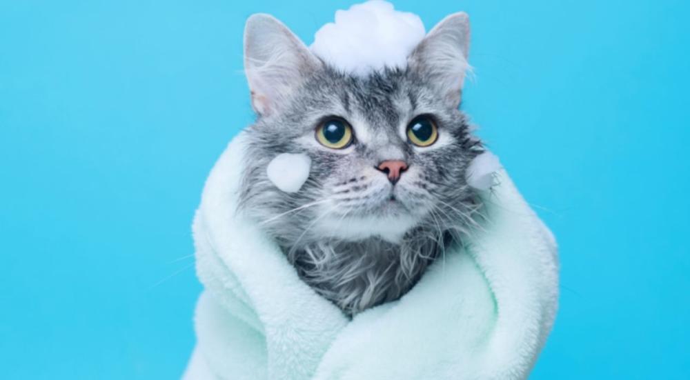 شامبو للقطط الصغيرة