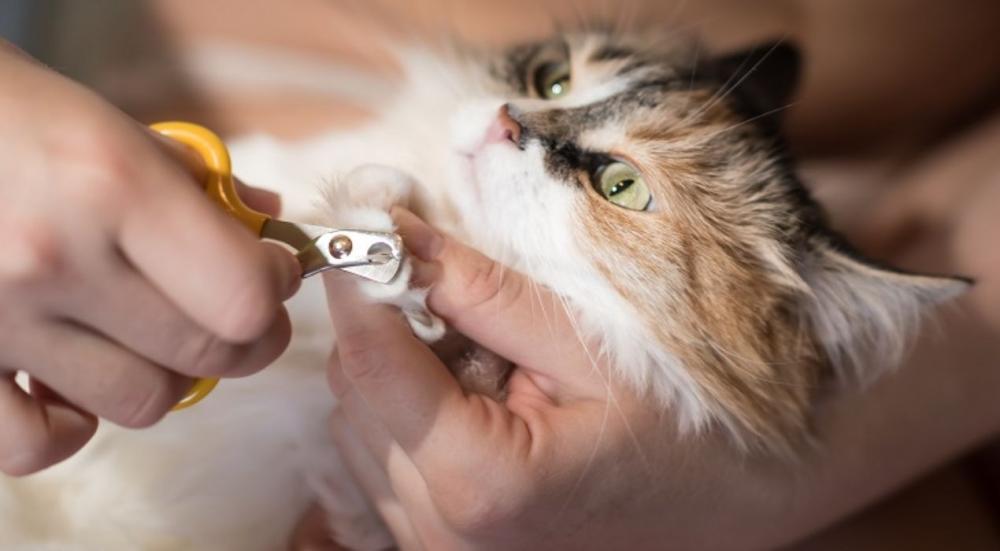 طريقة قص اظافر القطط بأمان