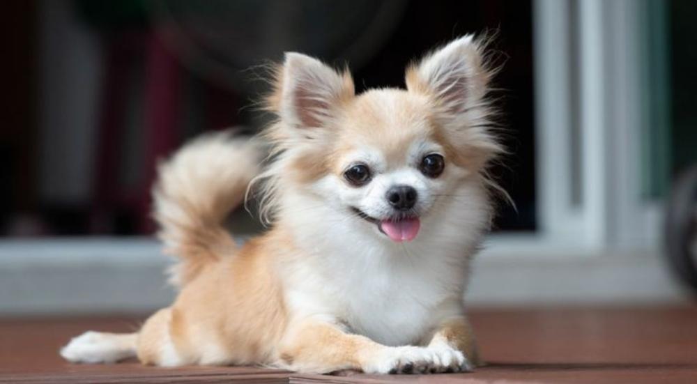 الكلاب الصغيرة المناسبة للتربية