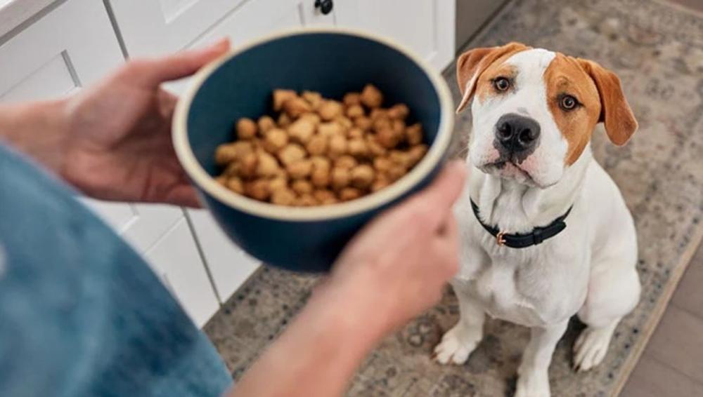 طعام للكلاب الصغيرة