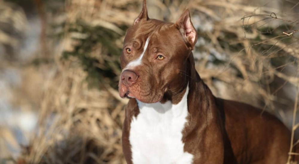 اخطر انواع الكلاب