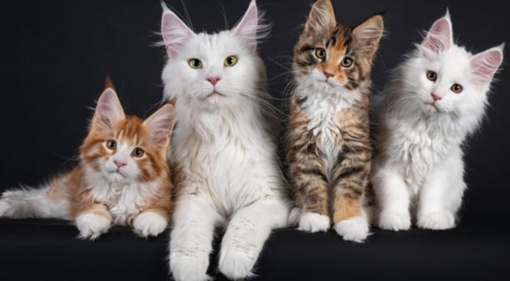 أجمل أنواع القطط