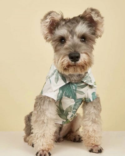 قميص بنقشة اوراق الشجر مقاسات متعدده