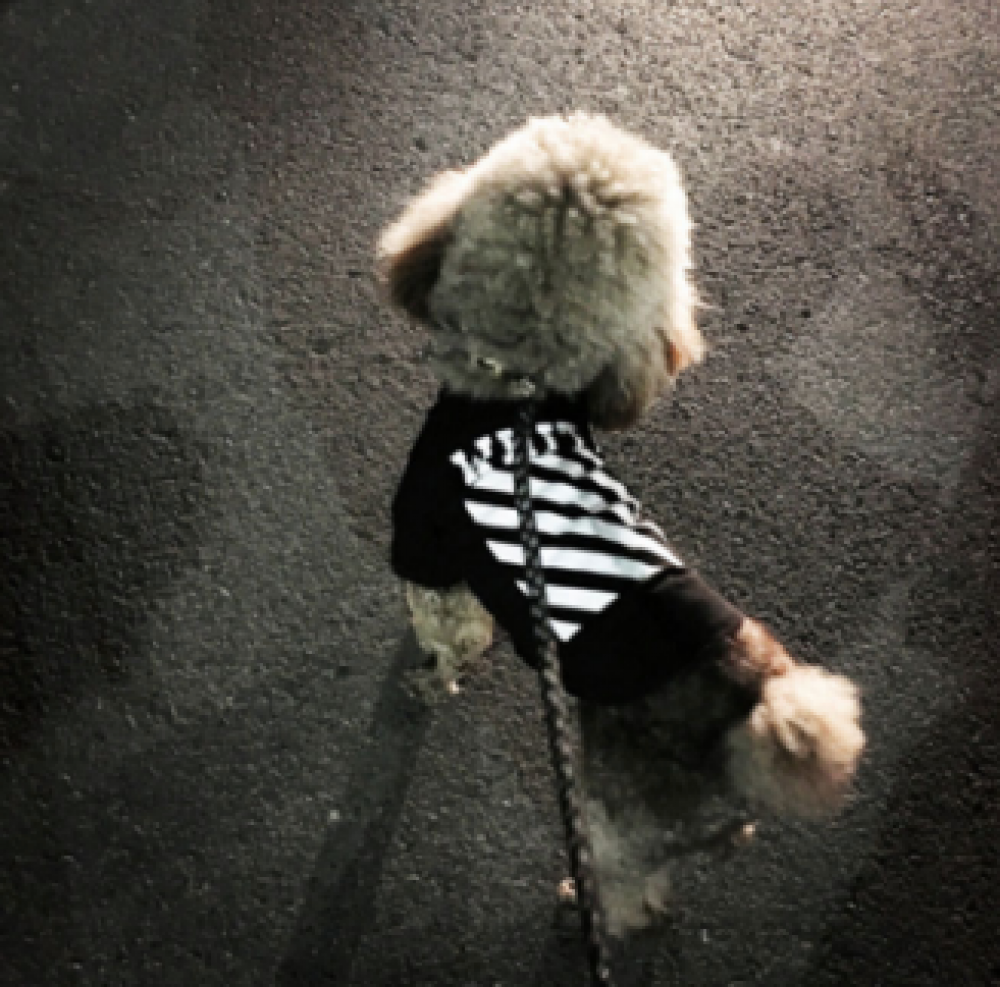 off white dog clothes