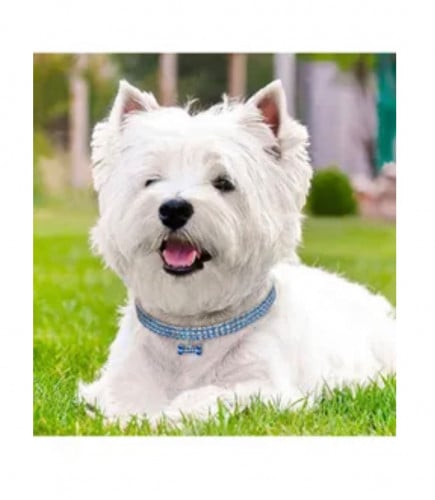 طوق صغير للكلاب الصغيره والقطط ازرق مزود بعظمة