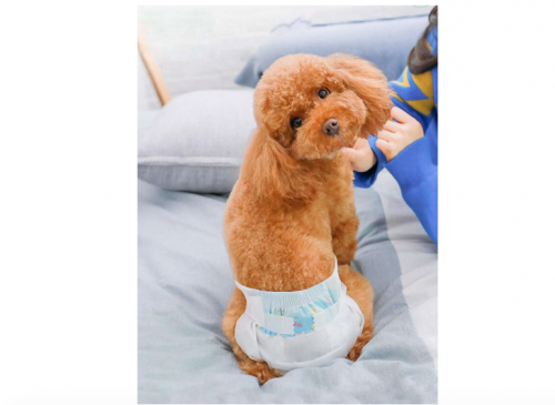 Healthy pet pant 10 pieces in multiple sizes