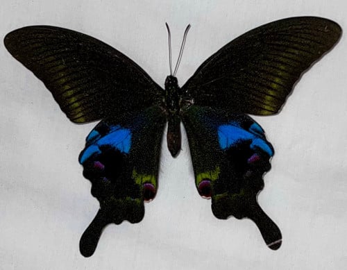 Papilio paris